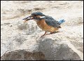 _9SB8376 common kingfisher with fish